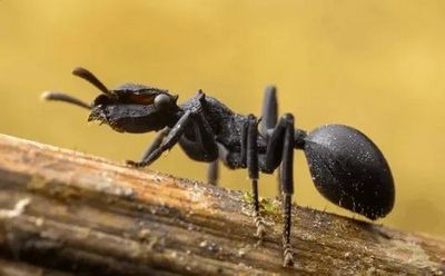 Уничтожение муравьев Сергиев Посад